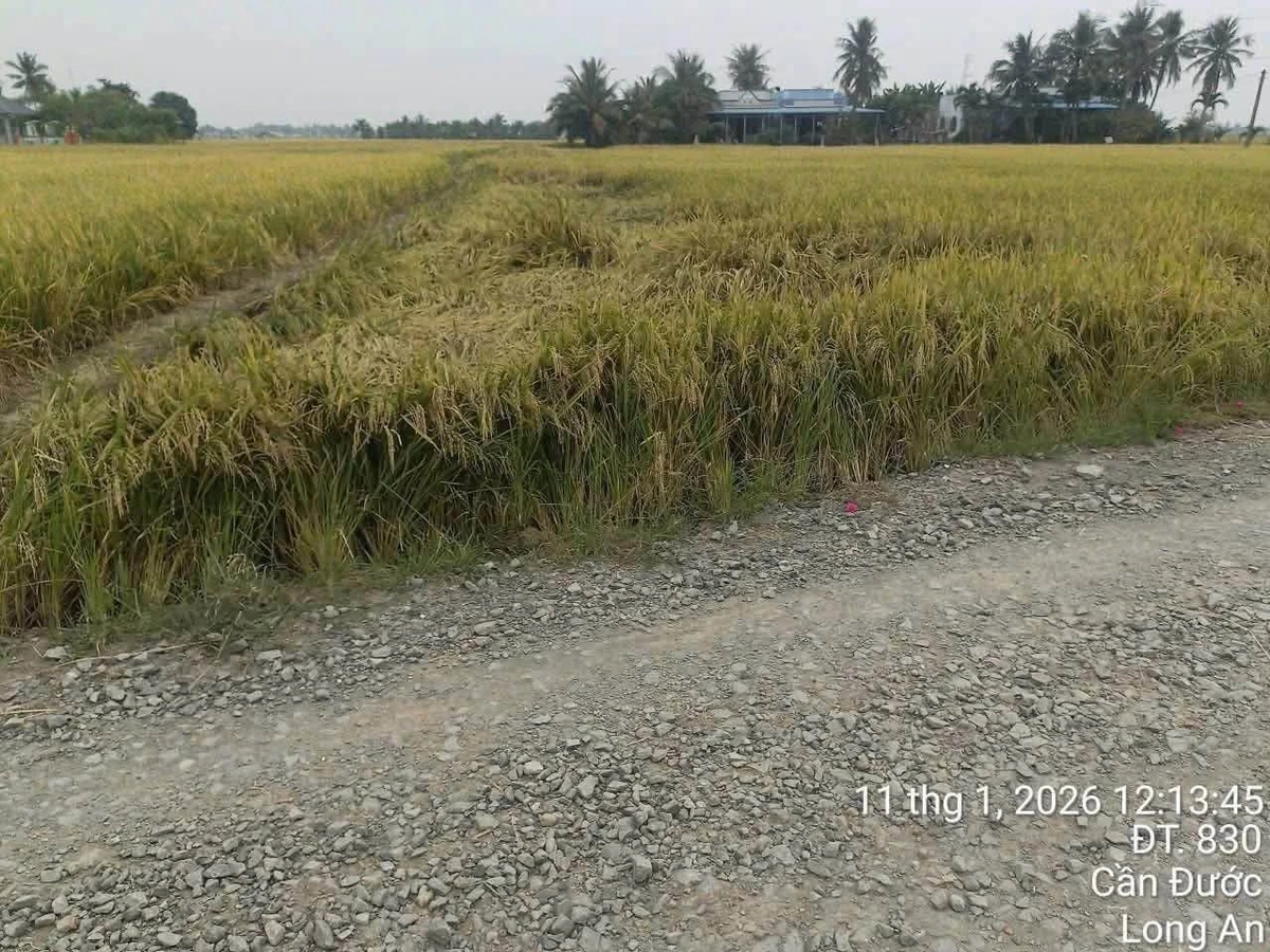 Bán đất thổ cư 1000m2 mặt tiền đường cầu Ông Mộc, Xã Mỹ Lệ, Cần Đước, giá 4,2 tỷ - Ảnh thu nhỏ 4