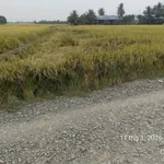Bán đất thổ cư 1000m2 mặt tiền đường cầu Ông Mộc, Xã Mỹ Lệ, Cần Đước, giá 4,2 tỷ - Ảnh thu nhỏ 4