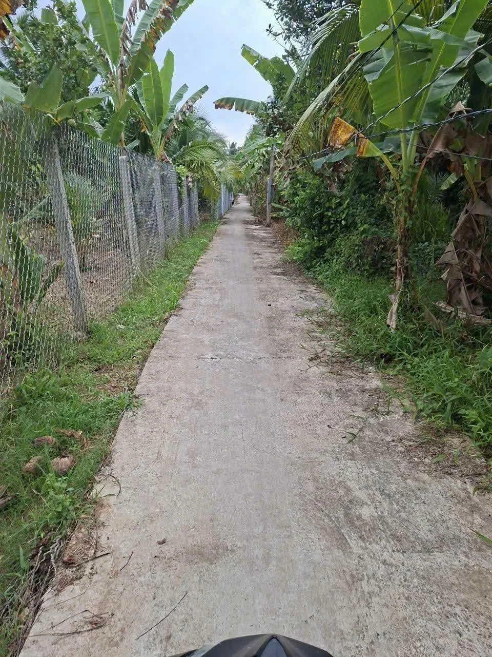 Bán đất Phú Túc Bến Tre 1538m2, 1,2 tỷ - Ảnh 1