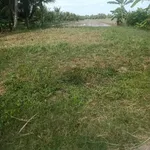 Bán 12.000m² đất tại xã Tân Xuân, Ba Tri, Bến Tre - Ảnh thu nhỏ 2
