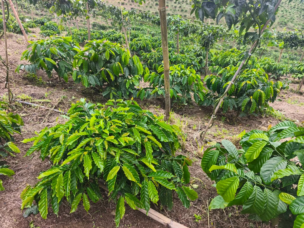 Bán đất 7 hecta trồng cà phê Củ Chi, 4.7 tỷ - Ảnh thu nhỏ 2