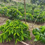 Bán đất 7 hecta trồng cà phê Củ Chi, 4.7 tỷ - Ảnh thu nhỏ 2