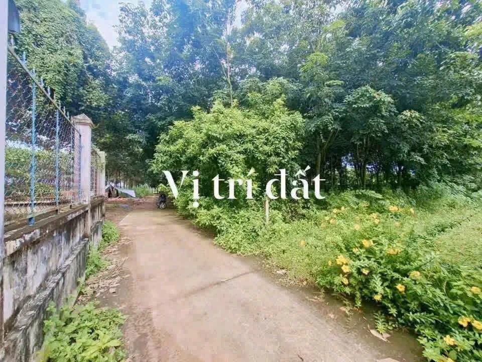 Bán đất vườn cao su 4.300 m² An Lĩnh Phú Giáo 1 tỷ 9 - Ảnh 1