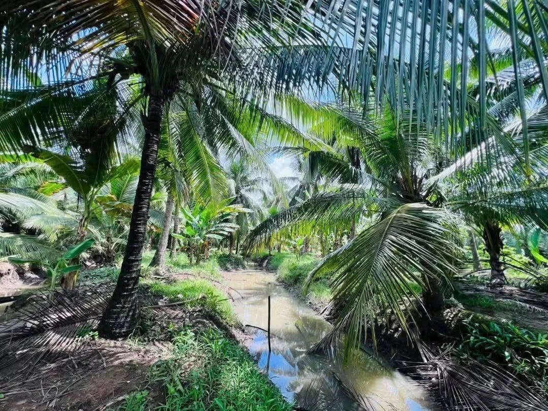 Bán đất vườn 4200m² có nhà ở tại Bến Tre - Ảnh thu nhỏ 5