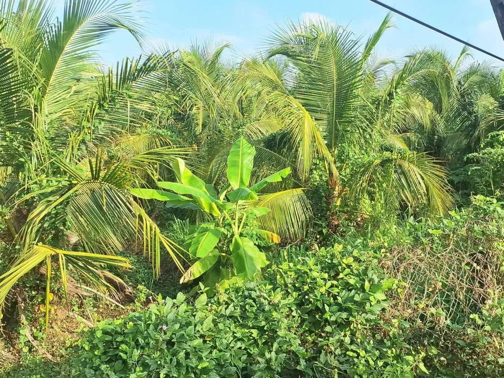 Bán đất thổ 10x30m view kênh tại Dương Xuân Hội, giá 840 triệu - Ảnh thu nhỏ 2