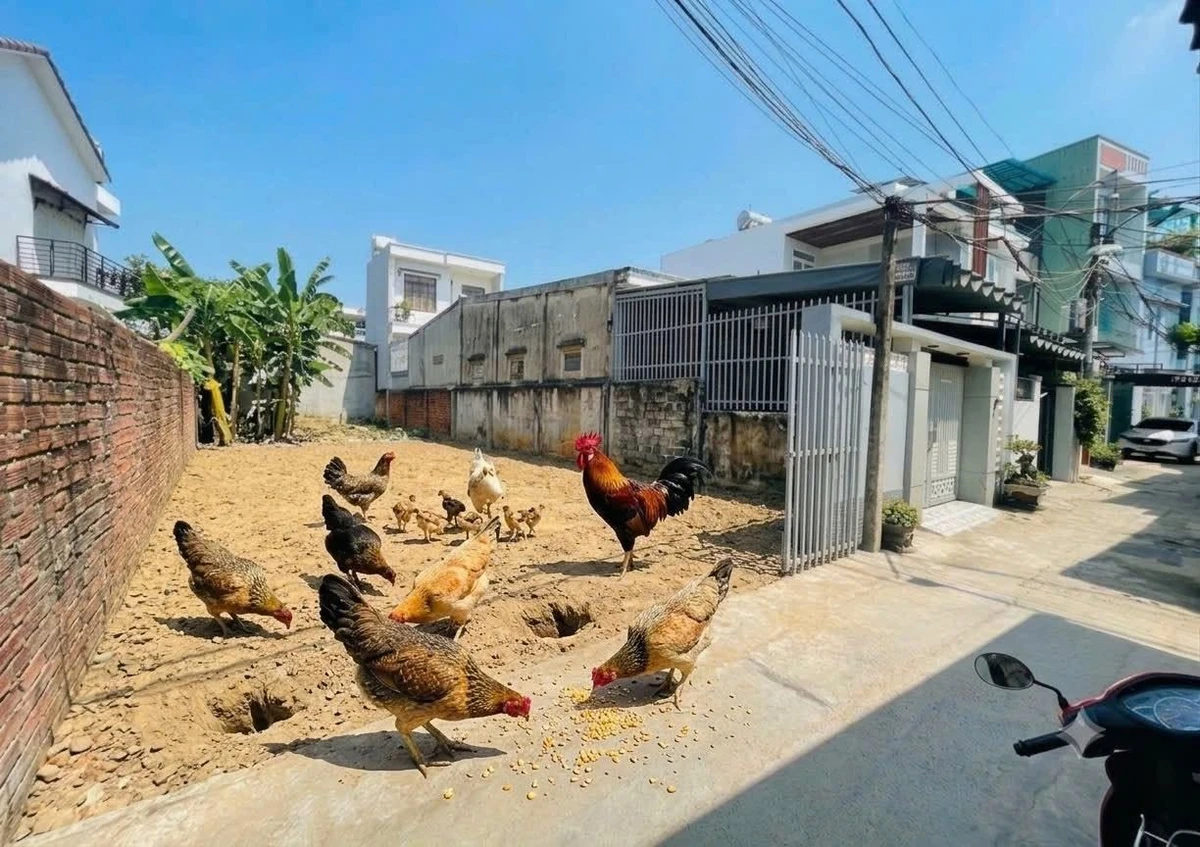 Bán lô đất Hồ Quý Lý Hòa Minh 86m2, giá 2 tỷ - Ảnh 1