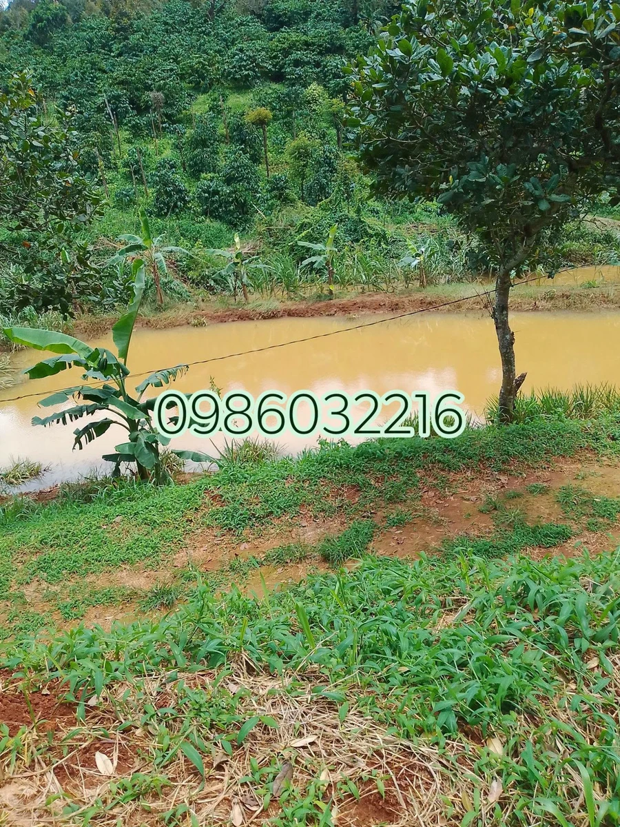 Bán đất 2ha có nhà xây ở Đăk Ha, Gia Lai, giá 3,6 tỷ - Ảnh thu nhỏ 4