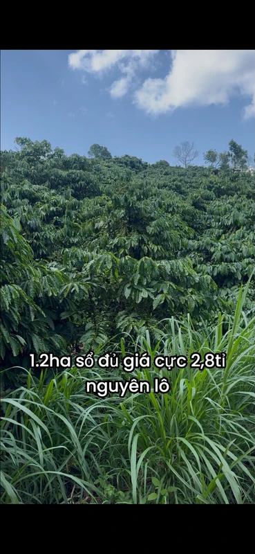 Bán đất cà phê 1.2ha Đắk Na Tân Thành