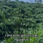 Bán đất cà phê 1.2ha Đắk Na Tân Thành - Ảnh thu nhỏ 1