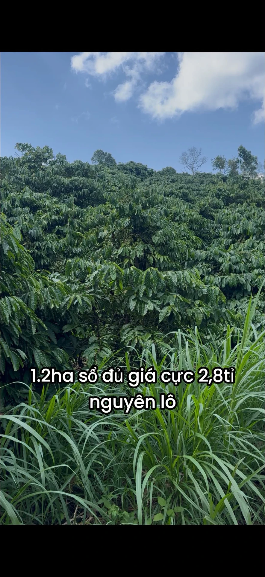 Bán đất cà phê 1.2ha Đắk Na Tân Thành - Ảnh 1