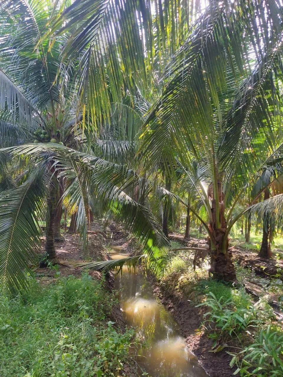 Bán đất Phú Khương, 1151m2, 670 triệu, Cần Giờ - Ảnh 1