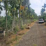 Tặng vườn cau sở hữu ngay lô đất full thổ cư giá 239tr Ea Ning Cư Kuin - 0971 801 *** - Ảnh thu nhỏ 8