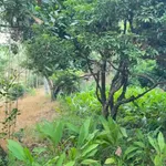 Bán đất vườn 1.800m² tại Yên Thế, Bắc Ninh, giá 1 tỷ - Ảnh thu nhỏ 4