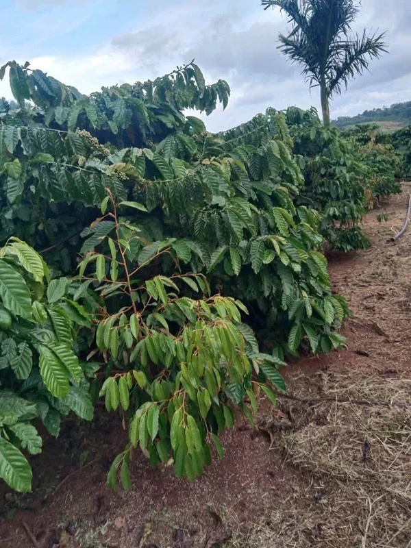 Bán đất rẫy gần 1 ha cà phê và sầu riêng tại xã Dliêyang, Ea H'Leo, Đắk Lắk