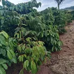 Bán đất rẫy gần 1 ha cà phê và sầu riêng tại xã Dliêyang, Ea H'Leo, Đắk Lắk - Ảnh thu nhỏ 1