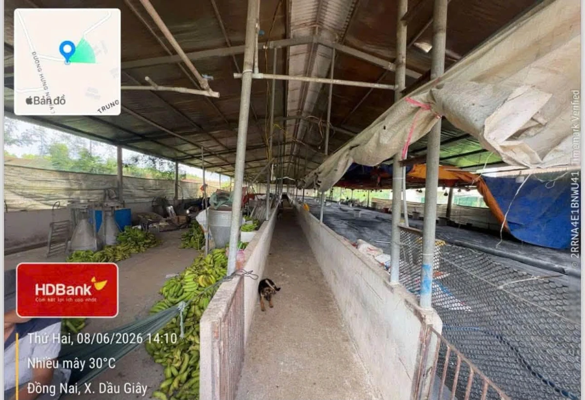 Bán đất chăn nuôi 10.000m2 Đồng Nai - Ảnh thu nhỏ 5