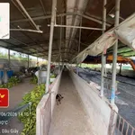 Bán đất chăn nuôi 10.000m2 Đồng Nai - Ảnh thu nhỏ 5