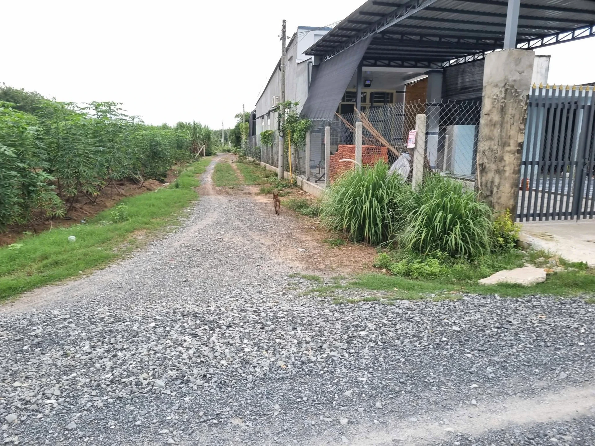 Bán đất thổ cư 5x65m Phước Thạnh Tây Ninh 330 triệu - Ảnh 1