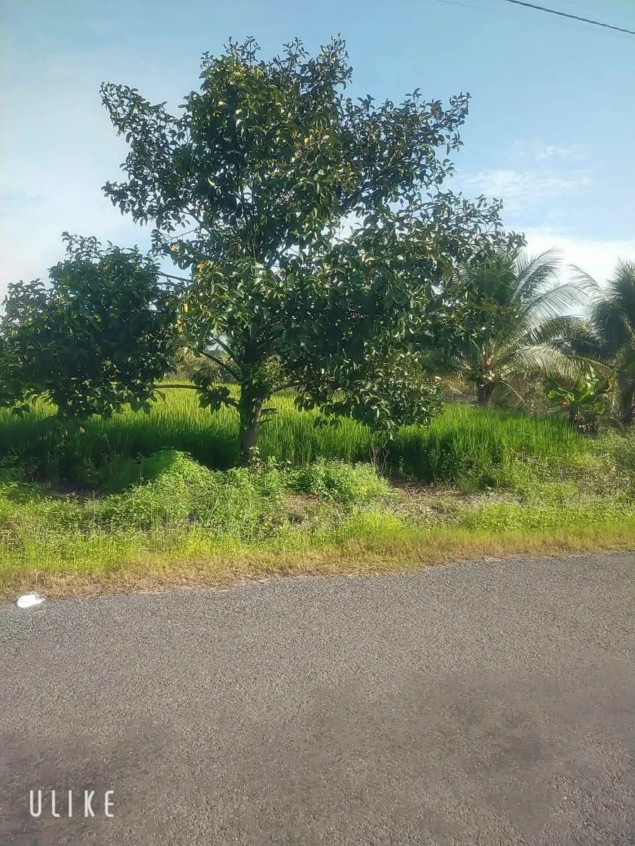 Bán đất 1560m² mặt tiền 20m Trường Xuân Long Hoa Tây Ninh - Ảnh thu nhỏ 2