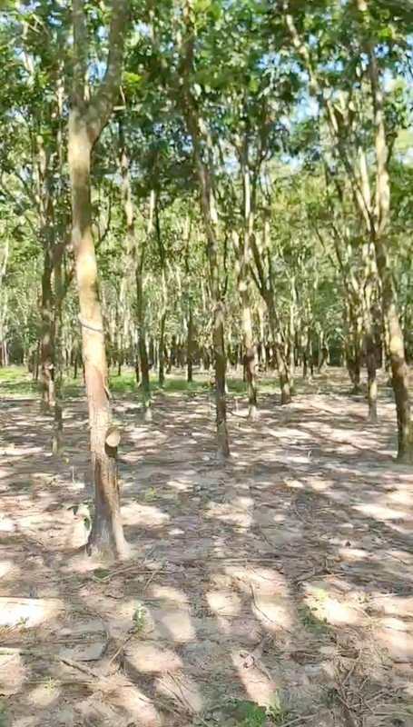 Bán đất cao su 8,2 sào, 25m mặt tiền, Chơn Thành, Bình Phước