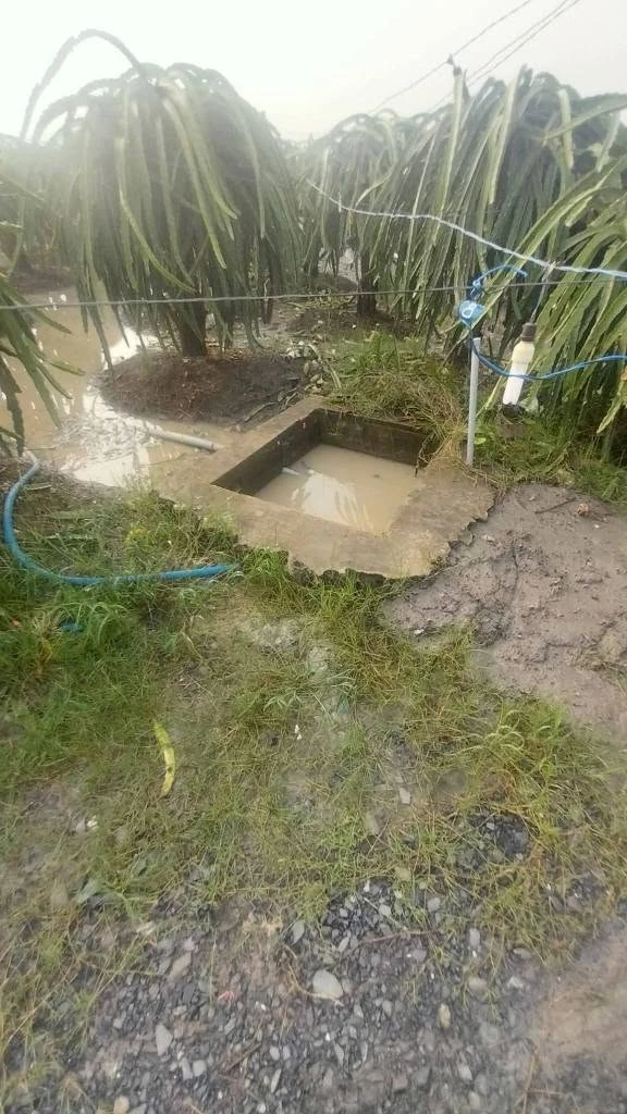 Bán đất lúa 2037m2 chuyển thổ được, 2 mặt tiền, giá 799 triệu tại Dương Xuân Hội, Châu Thành - Ảnh thu nhỏ 5
