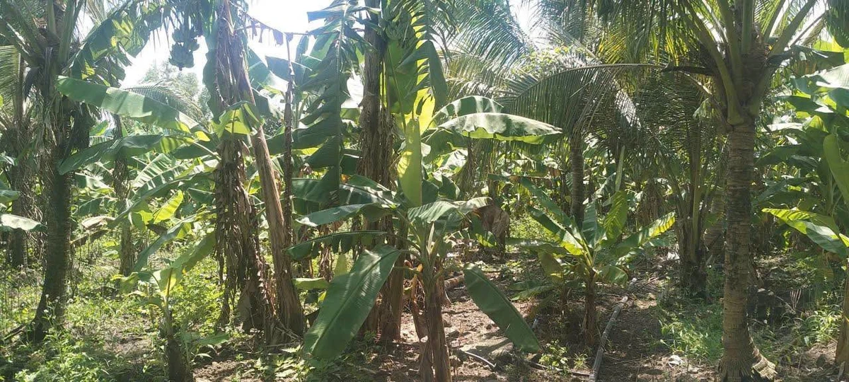 Bán đất Sông Thao Trảng Bom 2.800m² giá 300 triệu/sào - Ảnh thu nhỏ 4