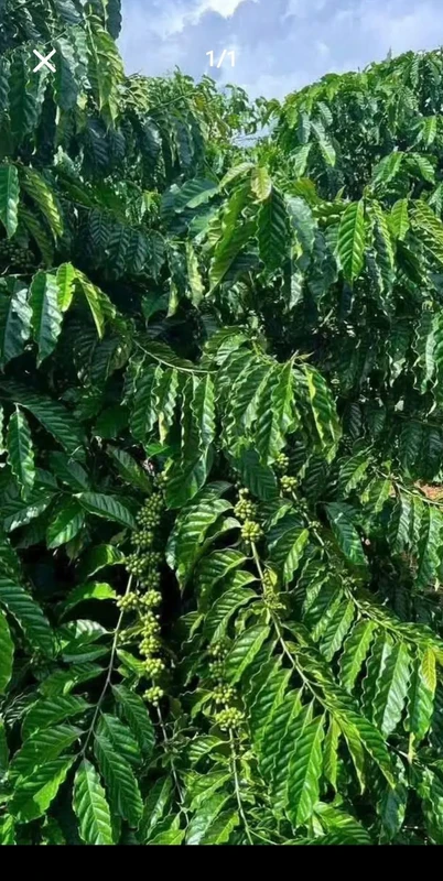 Bán 5.5 sào vườn cà phê Di Linh 820 triệu