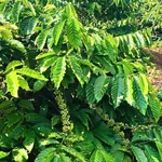 Bán 4.200m2 đất nông nghiệp có vườn cà phê tại Phường Tân Lập, Đắk Lắk - Ảnh thu nhỏ 1