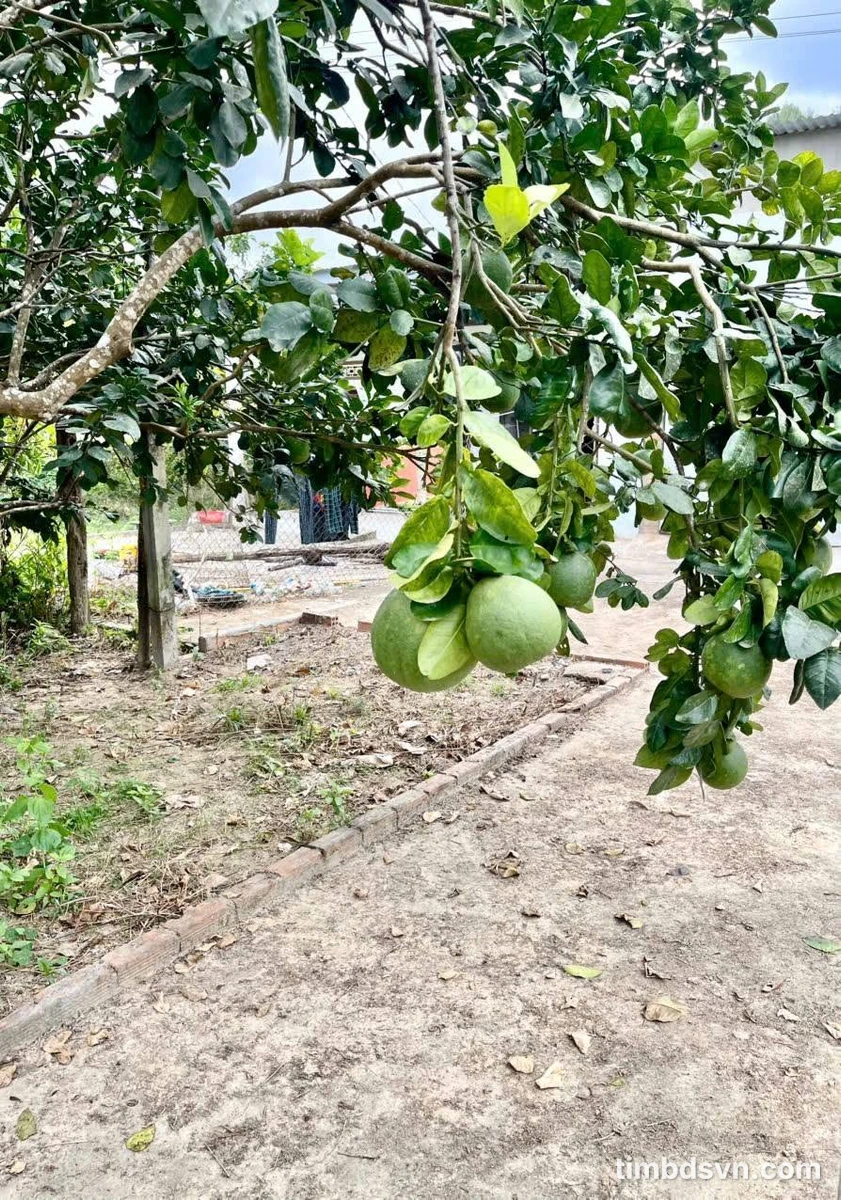 Bán đất mặt tiền TL2 Diên Thọ 500m², 1,1 tỷ - Ảnh thu nhỏ 3