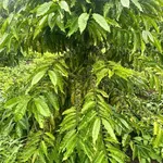 Bán đất nền 7 sào, 1 tỷ 8 tại Đắk Lắk - Ảnh thu nhỏ 3