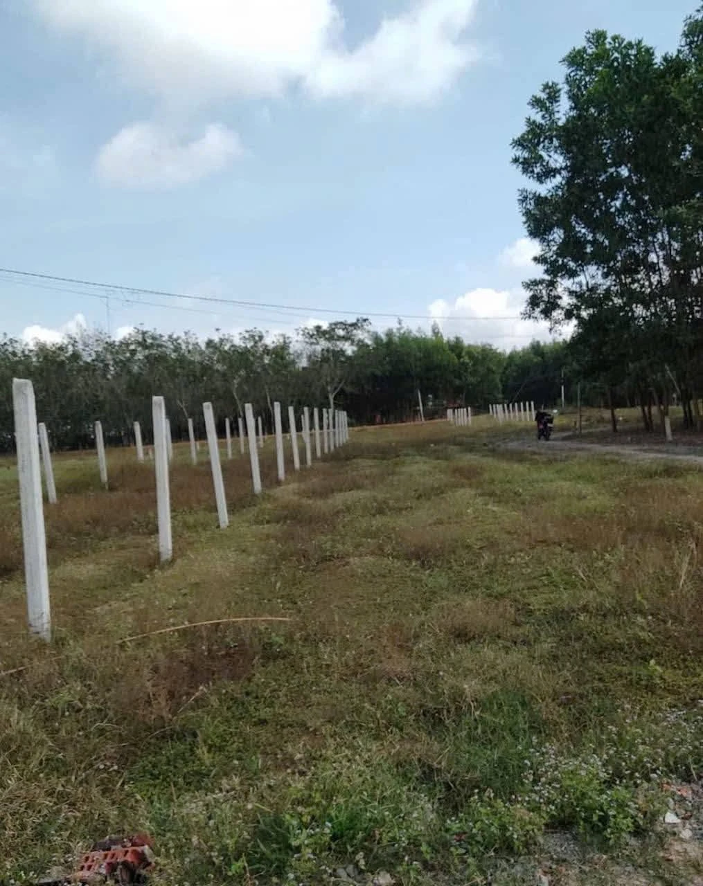 Bán đất cây lâu năm 5,5x40m giá 140 triệu tại Trí Bình, Châu Thành, Tây Ninh - Ảnh 1