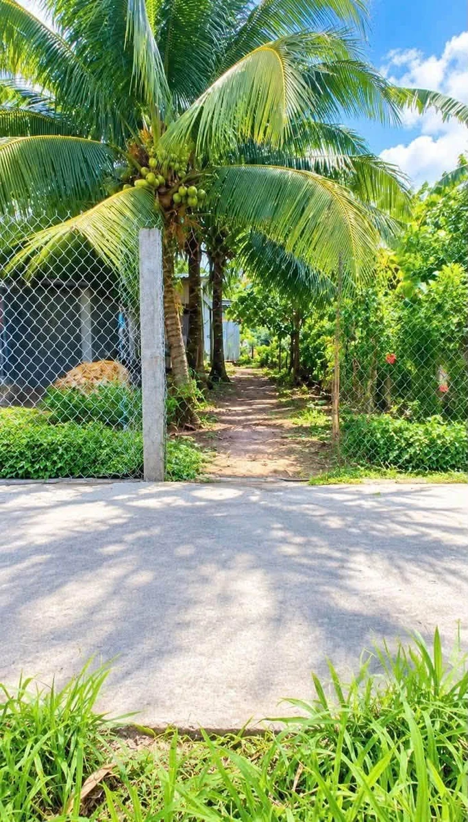 Bán đất nền Phú Hưng Phú Khương Bến Tre 147m² - Ảnh thu nhỏ 2