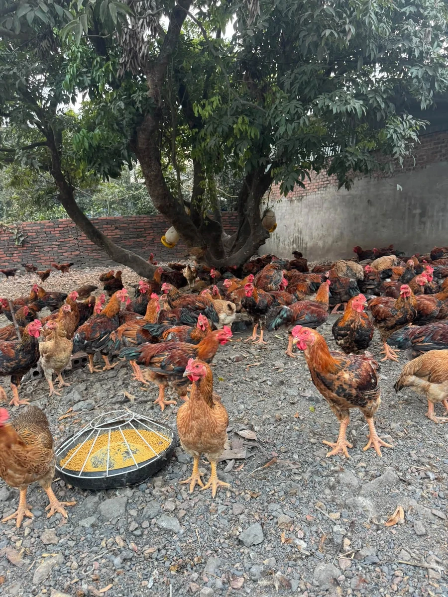 Bán trang trại nhà vườn 1828m2 Đông Triều Quảng Ninh - Ảnh thu nhỏ 2