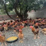 Bán trang trại nhà vườn 1828m2 Đông Triều Quảng Ninh - Ảnh thu nhỏ 2