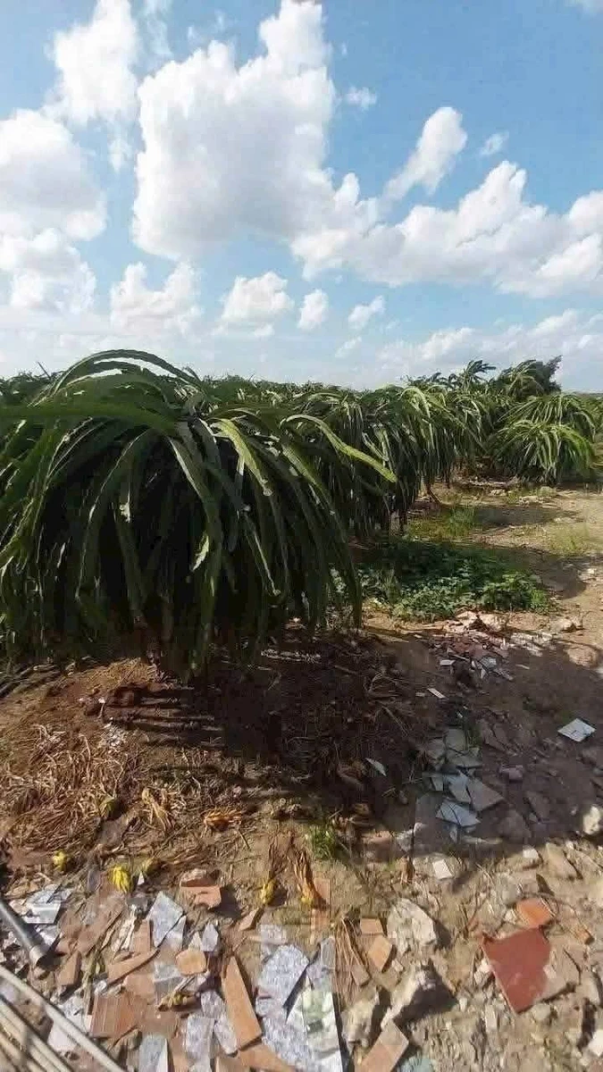 Bán đất thổ cư 660m2 ấp Mỹ Xuân, xã Dương Xuân Hội, Châu Thành, Long An giá 300 triệu - Ảnh thu nhỏ 2