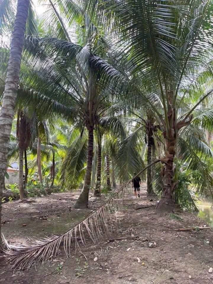 Bán đất vườn dừa tơ 3500m2 Cần Giờ 1 tỷ 500 triệu - Ảnh thu nhỏ 3