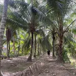 Bán đất vườn dừa tơ 3500m2 Cần Giờ 1 tỷ 500 triệu - Ảnh thu nhỏ 3