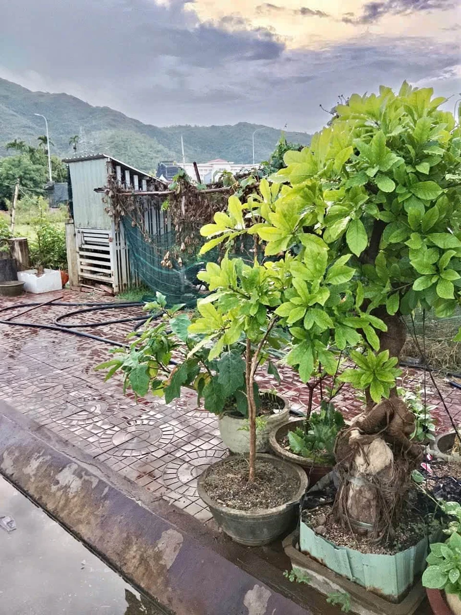 Bán đất mặt tiền 86m2 Quy Nhơn 2 tỷ 50 - Ảnh thu nhỏ 2