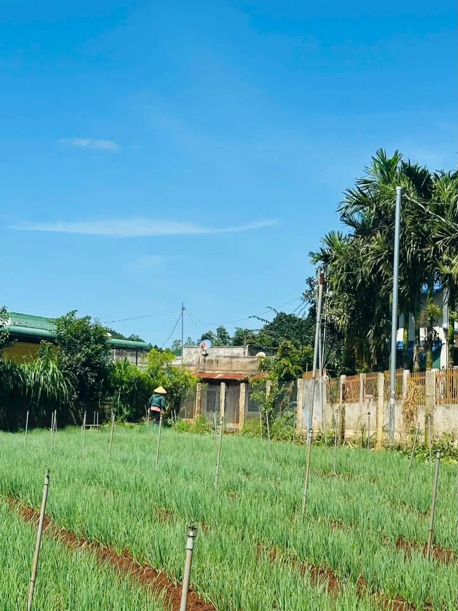 Bán đất 300m² tại Đơn Dương, Lâm Đồng, chỉ 799 triệu - Ảnh 1