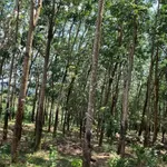 Bán đất vườn cao su 1,03 ha tại Phú Trung, Bình Phước giá 2,5 tỷ - Ảnh thu nhỏ 3