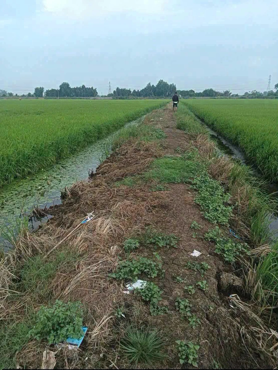 Bán đất lúa 6.176m² Hóa Long An, 140 triệu/công - Ảnh 1