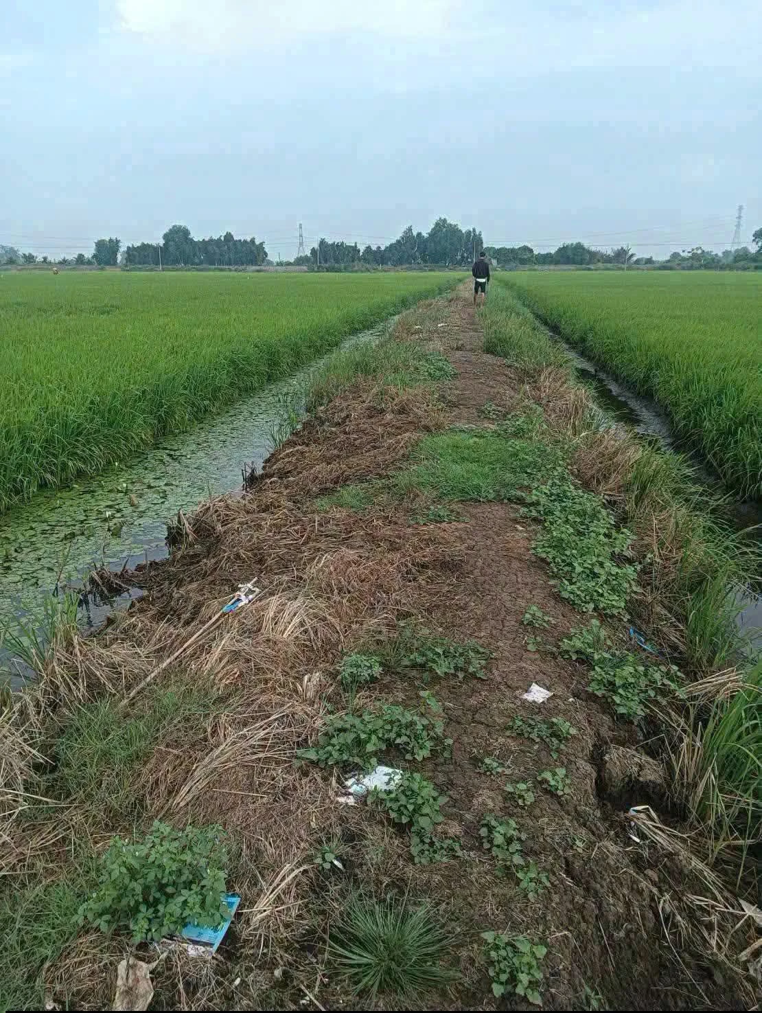Bán đất lúa 6.176m² Hóa Long An, 140 triệu/công - Ảnh 1