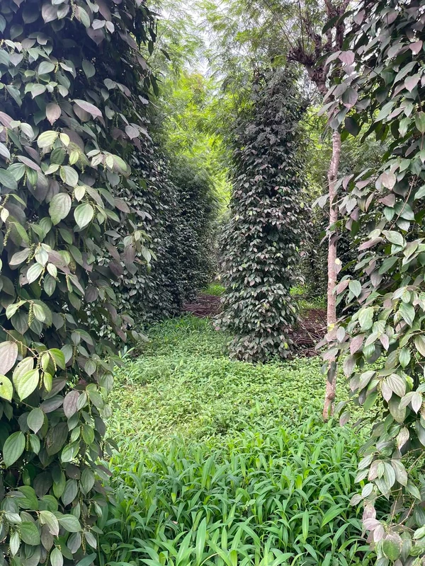 Bán đất 1,6 ha giá 1,8 tỷ tại Đắk Nông