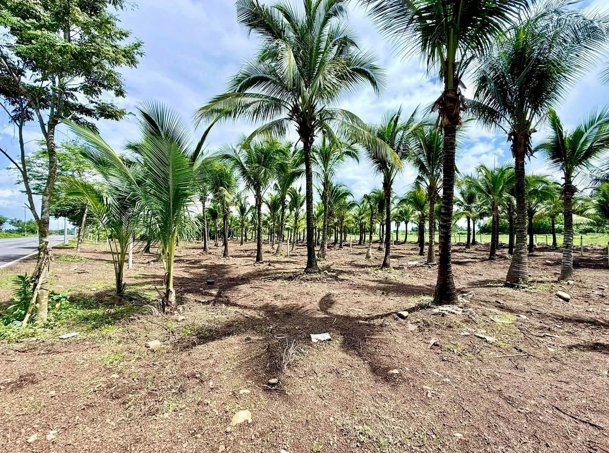 Bán đất mặt tiền Tỉnh Lộ 997, 720m², gần biển Lộc An - Ảnh thu nhỏ 3