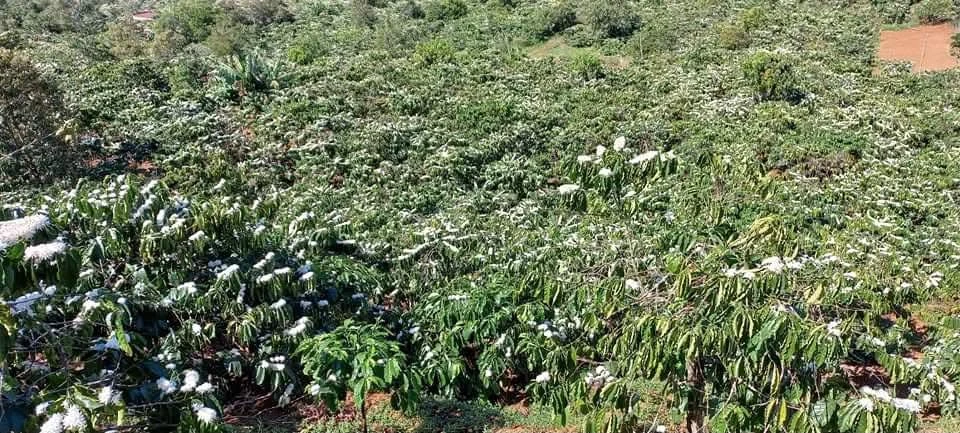 Bán vườn cà phê tiêu 5 sào Tuy Đức Đăk Nông - Ảnh thu nhỏ 2