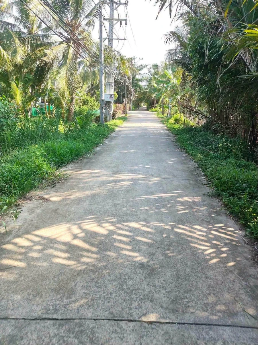 Bán đất vườn dừa mặt tiền 3.5m, 3575m² tại Bình Đại - Ảnh thu nhỏ 4