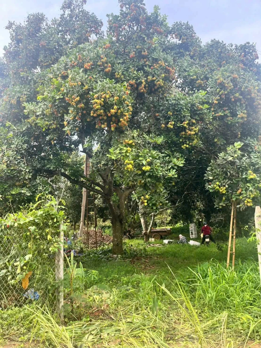 Bán đất Suối Chồn Long Khánh 500m², 1 tỷ 250 triệu - Ảnh thu nhỏ 4