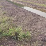 Bán đất nền ~1 mẫu Phước Tân Hưng Long An 3,5 tỷ - Ảnh thu nhỏ 3