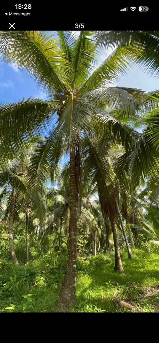 Bán đất Tân Thanh Tây 1500m², 300m thổ cư 690 tỷ - Ảnh thu nhỏ 3