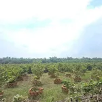Bán đất vườn mai 19.718m2, 16 sổ hồng, giá 24 tỷ tại Tân Triều, Đồng Nai - Ảnh thu nhỏ 4